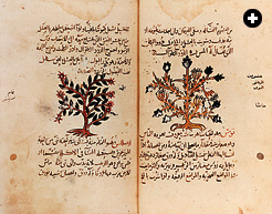 Two types of thyme are depicted on these pages of De Materia Medica, a guide to remedies by the Greek physician Dioscorides that was translated into Arabic in Baghdad in 1240. 