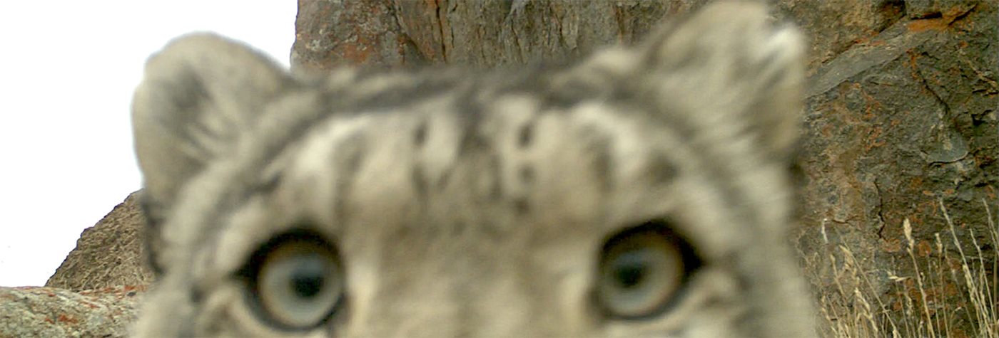 Snow Leopard (Leopard skin) Concept