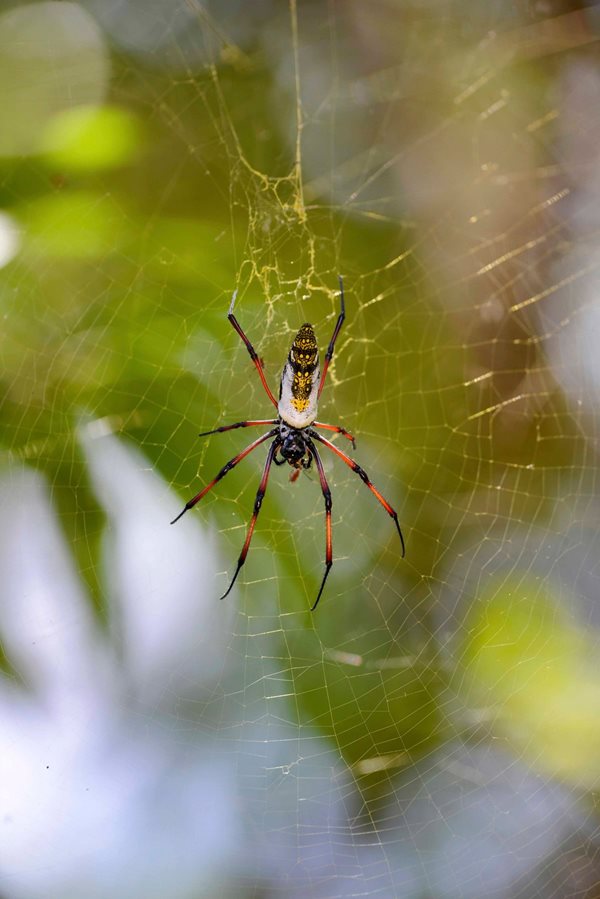 This subspecies of the golden orb-weaver (Nephila madagascariensis) spins a web up to a meter across with gold thread. The Madagascar native is one of the largest orb-weavers.